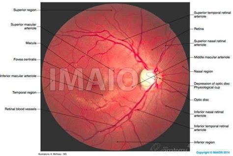 dfe ophthalmology acronym.